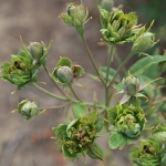 Green Rose / Грін Роуз